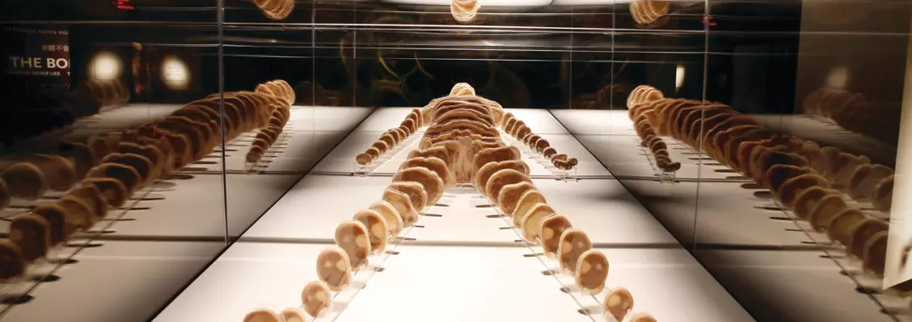 Bodies The Exhibition Las Vegas Sliced Body