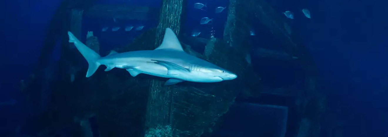 Shark Reef Aquarium Las Vegas Sunken Ship