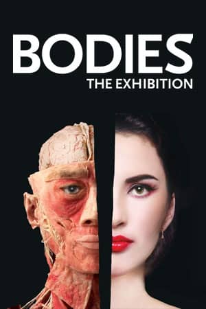 Bodies The Exhibition Las Vegas Attraction Vertical