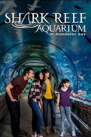Shark Reef Las Vegas Attraction Vertical