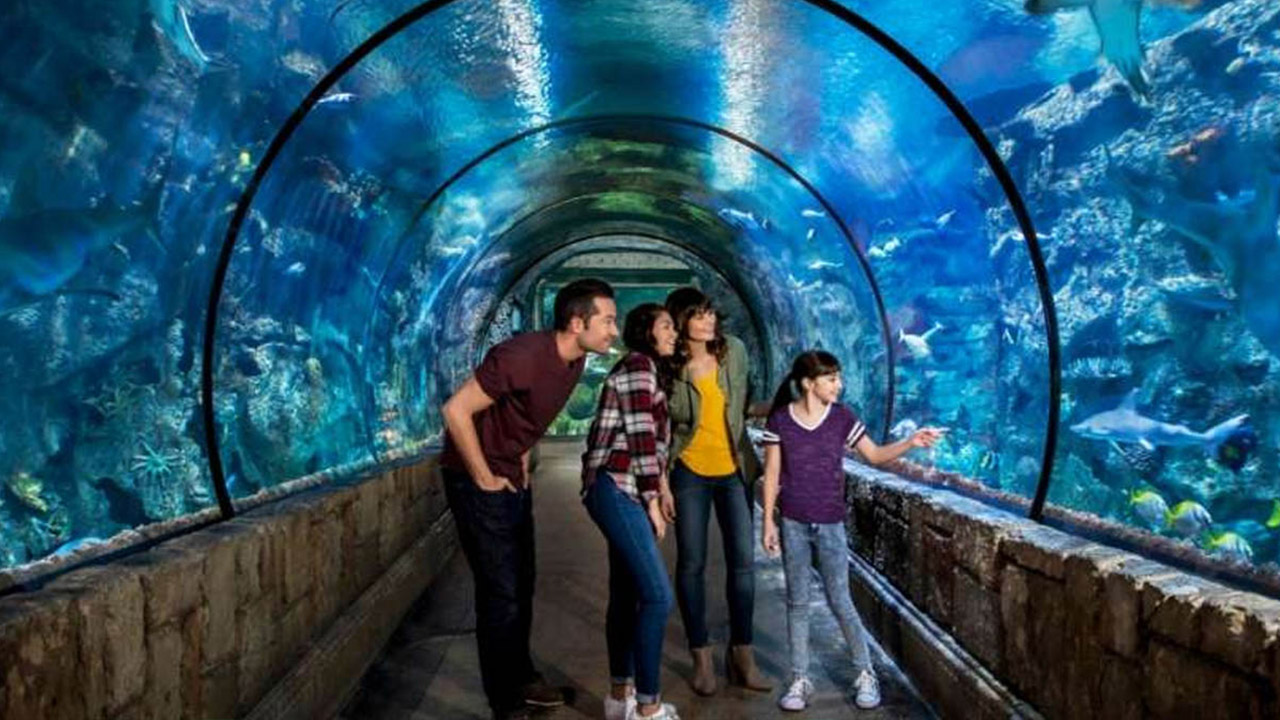 Shark Reef Best Shows At Mandalay Bay Las Vegas